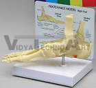 Foot and Ankle Joint Model